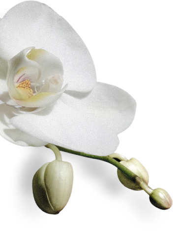 sejal-flower